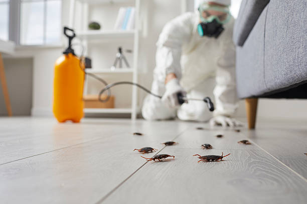 Post-Treatment Bed Bug Interceptor Monitoring in La Vernia
